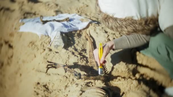 De vrouw is betrokken bij graafwerkzaamheden botten in het zand, het skelet en de archeologische tools. — Stockvideo