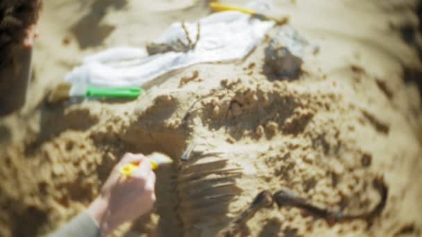 该妇女从事挖掘骨骼的沙子, 骨骼和考古工具. — 图库视频影像