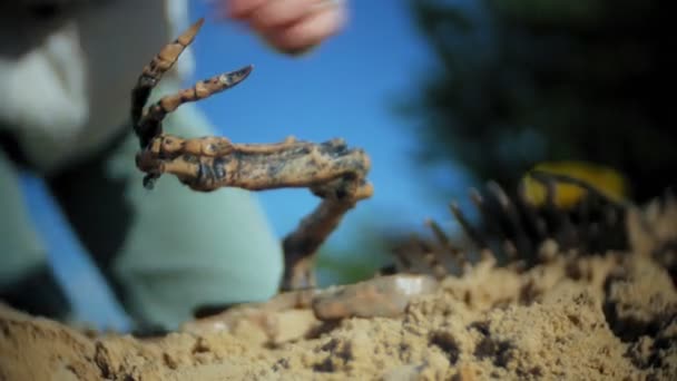 Die Frau ist damit beschäftigt, Knochen im Sand, Skelette und archäologische Werkzeuge auszugraben. — Stockvideo