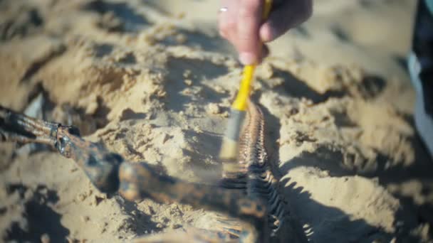 Der Mann ist damit beschäftigt, Knochen im Sand, Skelette und archäologische Werkzeuge auszugraben. — Stockvideo