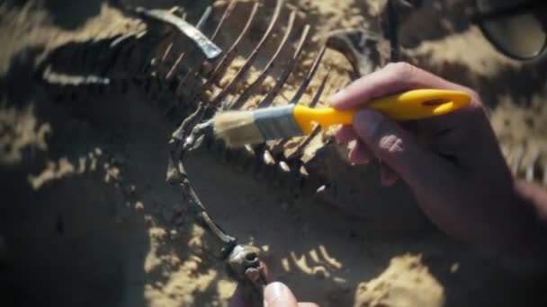 Ο άνθρωπος εμπλέκεται σε εκσκαφή οστά στην άμμο, σκελετός και αρχαιολογικά εργαλεία. — Αρχείο Βίντεο