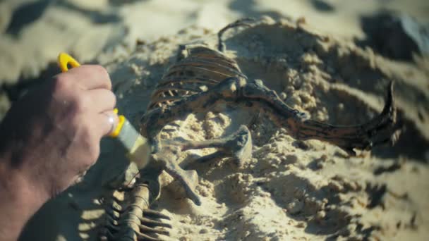De man is betrokken bij graafwerkzaamheden botten in het zand, het skelet en de archeologische tools. — Stockvideo