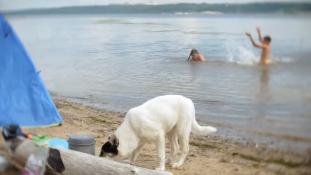 De hond eet ingeblikt voedsel een waterkoker op een camping met een tent op de achtergrond. — Stockvideo