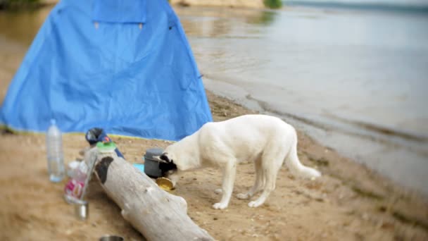 Der Hund isst Konserven und einen Wasserkocher auf einem Campingplatz mit einem Zelt im Hintergrund. — Stockvideo