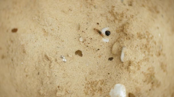Σαρανταποδαρούσα που λειτουργεί κοντά σε κύκλους στην άμμο — Αρχείο Βίντεο