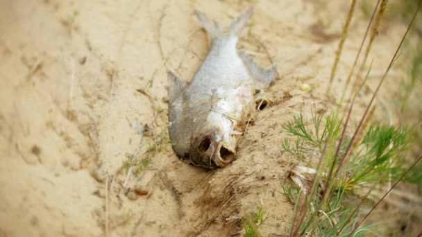 海岸上的死鱼特写, 污染的全球环境问题 — 图库视频影像
