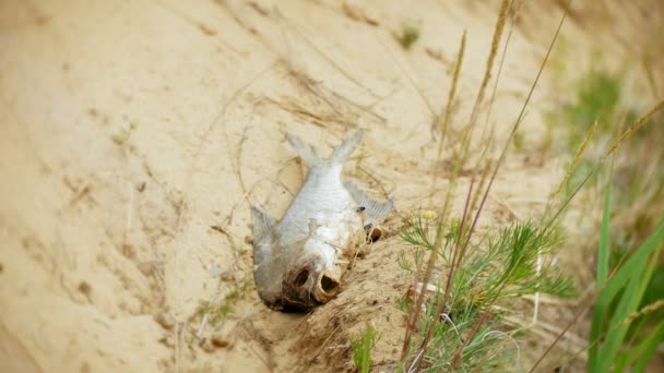 Closeup of dead fish on the seashore, global environmental problems of pollution — Stock Video