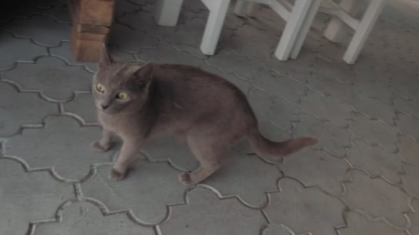 Μια γάτα περπατά κατά μήκος ένα ερειπωμένο πέτρινο μονοπάτι στον κήπο. Κοντινό πλάνο ενός κήπου τοπίου με μια γάτα. Γάτα κοντά στον κήπο πλέγμα. Θολή φόντο. — Αρχείο Βίντεο