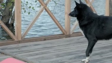 Kadın turist nehir kıyısında bir sırt çantası ile yakın köprü üzerinde sıcak giysiler içinde ızgara sebzeler hazırlar, beslemek köpek, piknik, açık hava etkinlikleri, sağlıklı bir yaşam tarzı. Seyahat kavramı