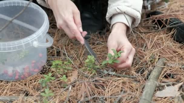 Jeune femme cueillette des baies dans la forêt à l'automne par temps froid gros plan — Video