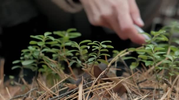 Young woman picking berries in the forest in the fall in cold weather close-up — Stock Video