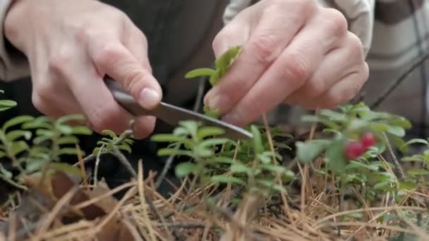 Młoda kobieta, zbierając jagody w lesie jesienią w zimnie zbliżenie — Wideo stockowe