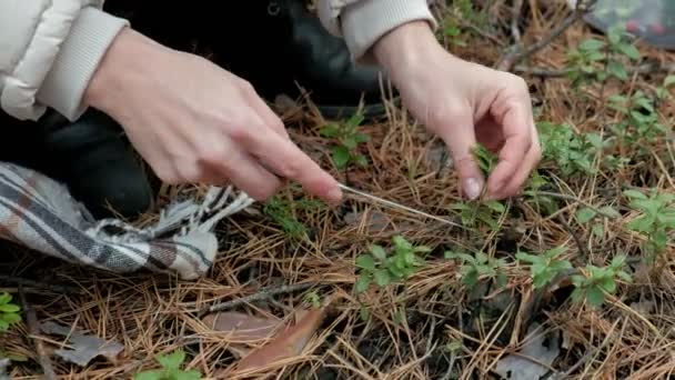 Молодая женщина собирает ягоды в лесу осенью в холодную погоду крупным планом — стоковое видео