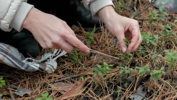 Young woman picking berries in the forest in the fall in cold weather close-up — Stock Video