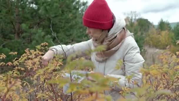 Genç kadın soğuk havalarda sonbaharda ormanda çilek toplama — Stok video