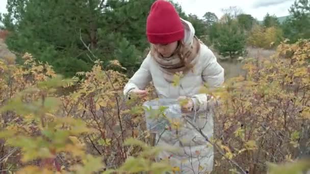 Ung kvinna bärplockning i skogen i nedgången i kallt väder — Stockvideo