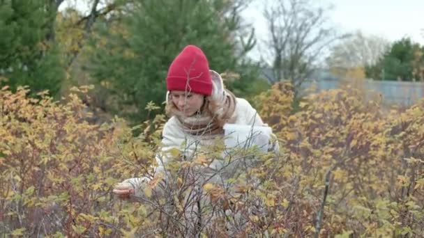 Jeune femme cueillette des baies dans un buisson dans la forêt en automne par temps froid 