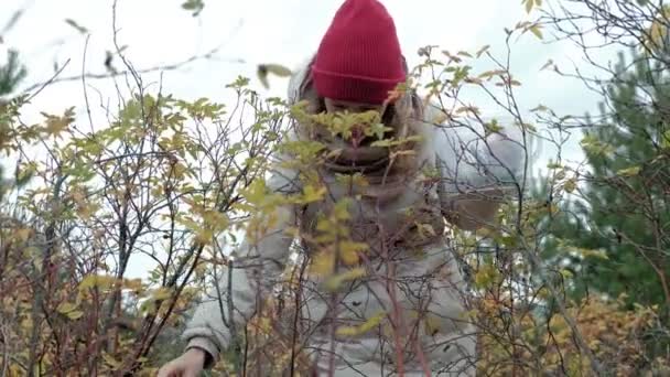 Giovane donna che raccoglie bacche da un cespuglio nella foresta in autunno con il freddo — Video Stock