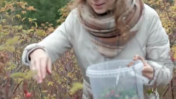 Νεαρή γυναίκα picking μούρα από ένα θάμνο στο δάσος το φθινόπωρο ο καιρός είναι κρύος — Αρχείο Βίντεο