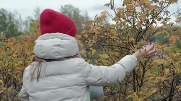 Молодая женщина собирает ягоды из кустов в лесу осенью в холодную погоду — стоковое видео