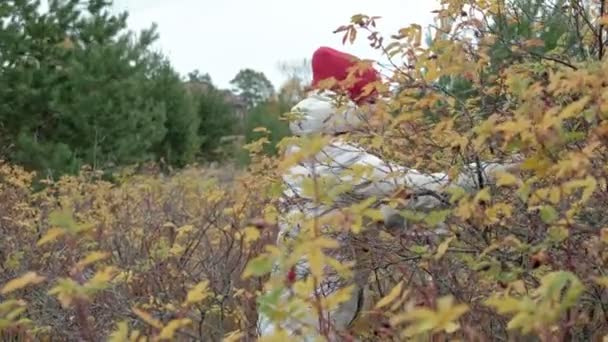Młoda kobieta, zbierając jagody w lesie jesienią w niskich temperaturach — Wideo stockowe