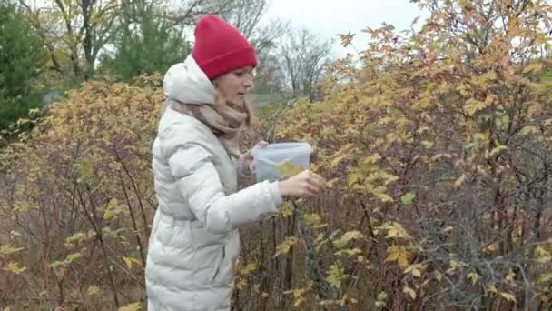 Mujer joven recogiendo bayas de un arbusto en el bosque en otoño en clima frío — Vídeos de Stock