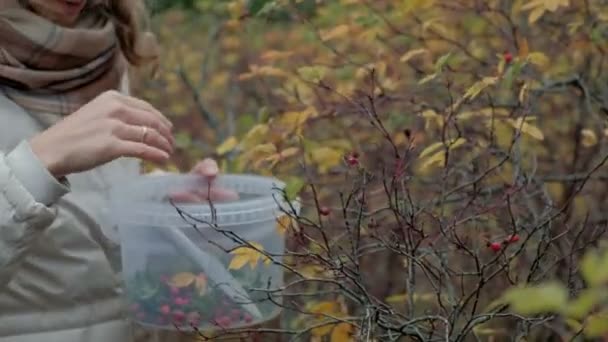 Mladá žena sběr bobulí v lese na podzim v chladném počasí detail — Stock video