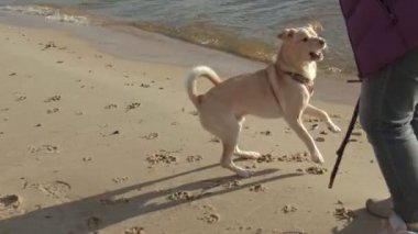 Islak köpek sahilde bir sopa ile çalışan