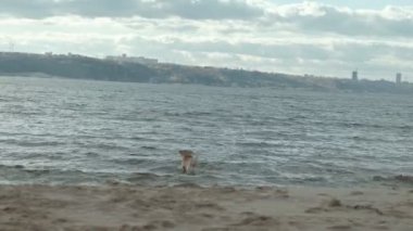 Islak köpek sahilde bir sopa ile çalışan