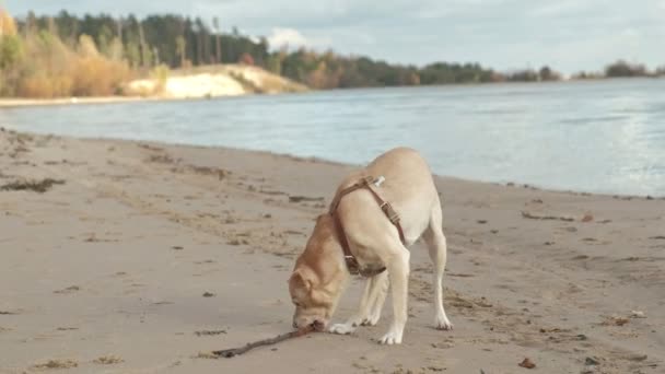 Câine umed alergând cu un băț pe plajă — Videoclip de stoc