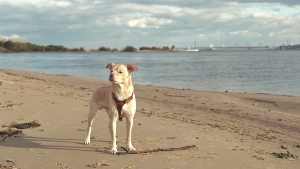 Mokrý pes běží s holí na pláži — Stock video