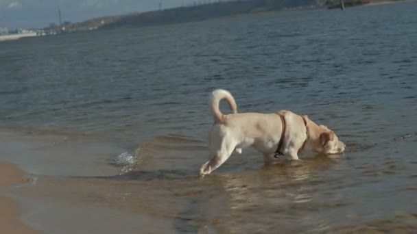 Ung kvinna i en kappa med en tjej med lockigt hår, Mamma och dotter, springa, leka med en brun hund på stranden, hunden drar en pinne ur vattnet, kallt väder — Stockvideo
