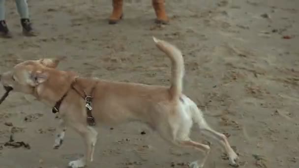 Влажная собака бежит с палкой на пляже — стоковое видео