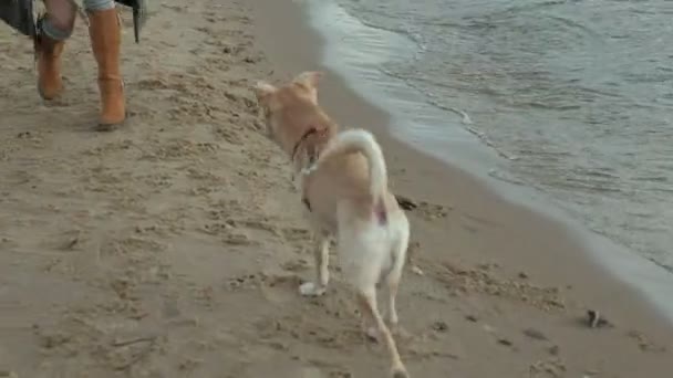 Giovane donna in un cappotto con una ragazza con i capelli ricci, mamma e figlia, correre, giocare con un cane marrone sulla spiaggia, covare il suo bastone, tempo freddo — Video Stock