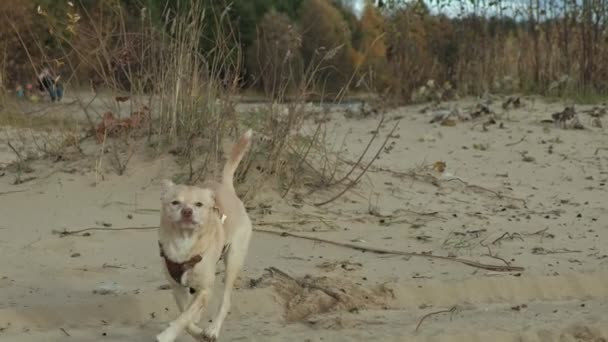 Мокрий собака біжить з палицею на пляжі — стокове відео
