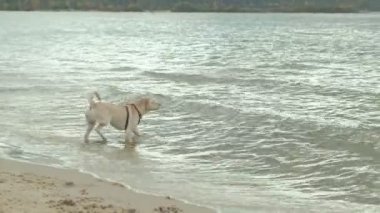 Islak köpek sahilde bir sopa ile çalışan