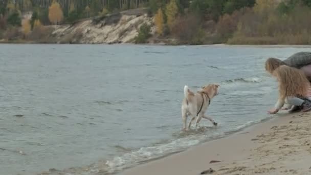 若い女性、巻き毛の女の子とコートでママと娘、実行すると、茶色の犬とビーチで遊ぶ、犬は、水、寒さから棒を引っ張る — ストック動画