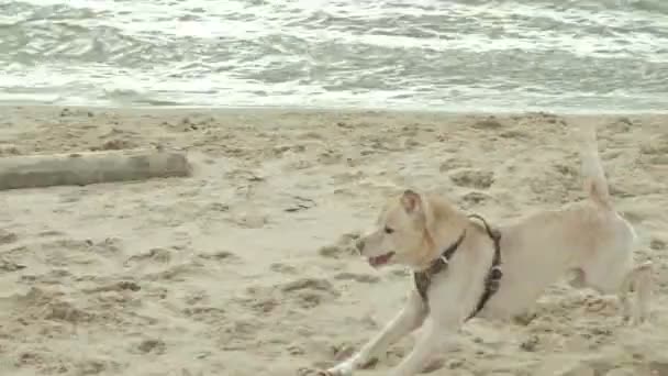 Влажная собака бежит с палкой на пляже — стоковое видео