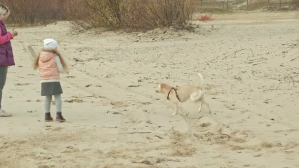 Mokry pies uruchomiona z kijem na plaży — Wideo stockowe