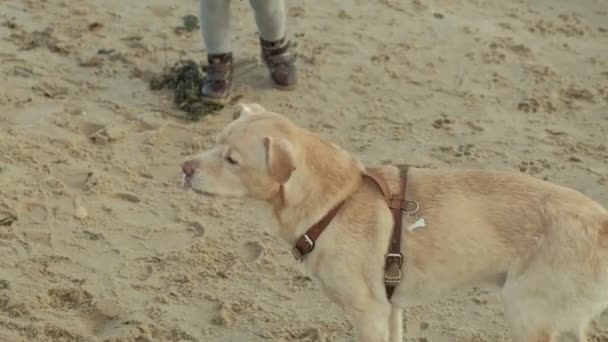 Μια νεαρή γυναίκα με ένα παλτό κάθεται στην παραλία δίπλα στον ποταμό ωκεανό, έχει ένα πικ-νικ, τρώει ένα μπιφτέκι στη φύση, ένα πεινασμένο σκύλο περπατά γύρω από το ξενοδοχείο, κρύο — Αρχείο Βίντεο