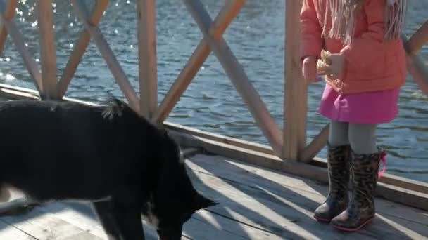 Niña, hija, en ropa de abrigo, jugando con un perro, alimentándola, comiendo pan, picnic junto al río en un puente de madera, fin de semana, clima frío, camping, turismo — Vídeos de Stock