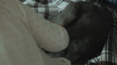 küçük kız kanepede yakın çekim yakışıklı bir gri kedi okşayarak