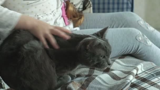 Liten flicka strök en grå katt i soffan, närbild händer — Stockvideo