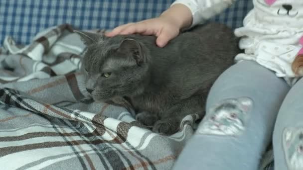 Liten flicka strök en grå katt i soffan, närbild händer — Stockvideo