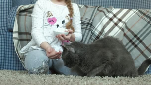 Niña alimenta a un gato gris salchicha en la habitación — Vídeo de stock