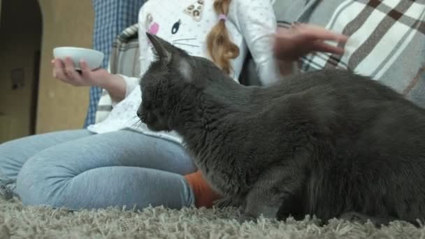 Menina Feliz Alimenta Uma Salsicha Gato Cinza Quarto — Vídeo de Stock