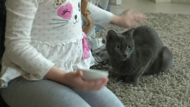 Feliz niña alimenta a un gato gris salchicha en la habitación — Vídeos de Stock