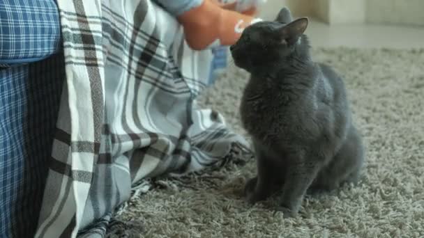 Happy little girl feeds a gray cat sausage in the room — Stock Video