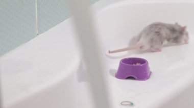 Genç kadın için a evde beslenen hayvan önemser, yıkar ve banyo, kemirgen, sıçan kafeste temizler