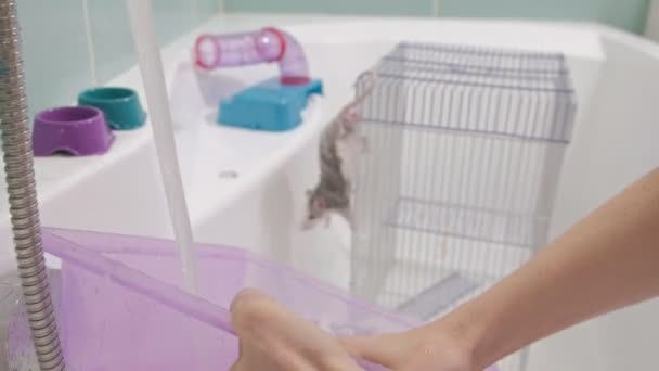Eine junge Frau kümmert sich um ein Haustier, wäscht eine Pfanne unter dem Wasserhahn mit Wasser und säubert den Käfig im Badezimmer, ein Nagetier, eine Ratte klettert den Käfig — Stockvideo
